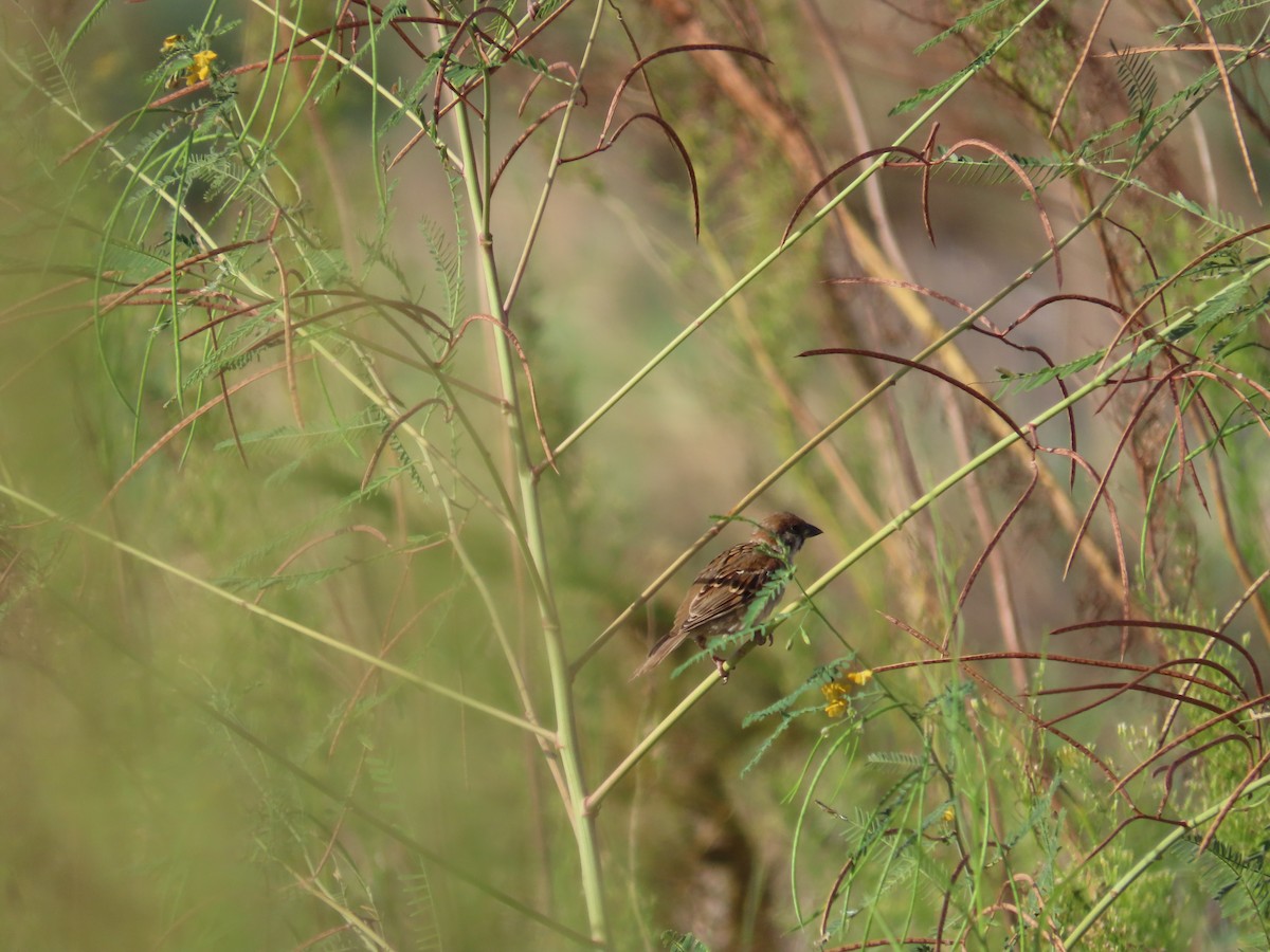 Eurasian Tree Sparrow - ML642806230