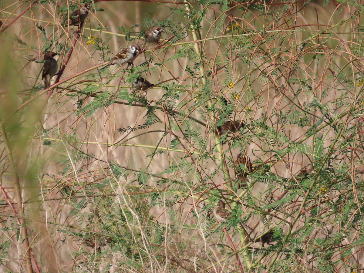 Eurasian Tree Sparrow - ML642806231
