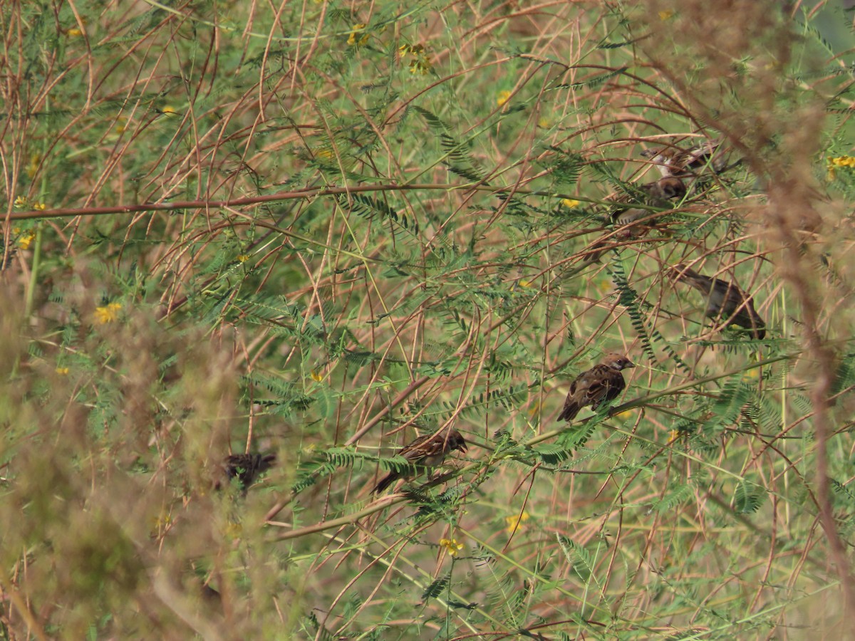 Eurasian Tree Sparrow - ML642806232