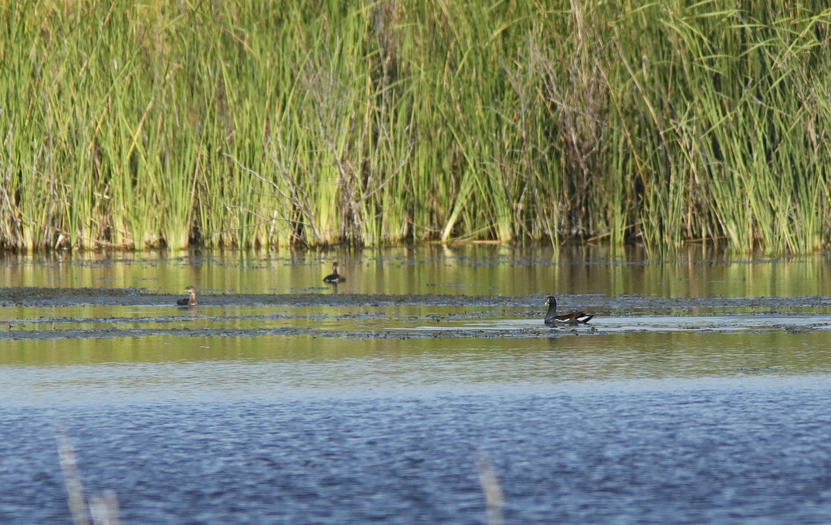 Common Gallinule - ML642806237