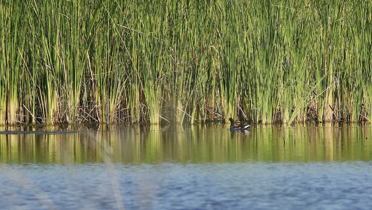 Common Gallinule - ML642806238