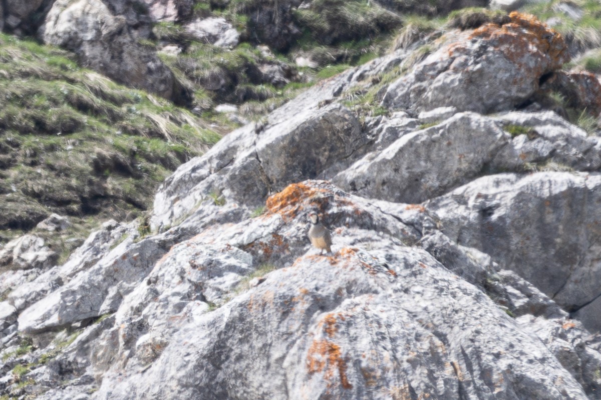 Rock Partridge - ML642806250
