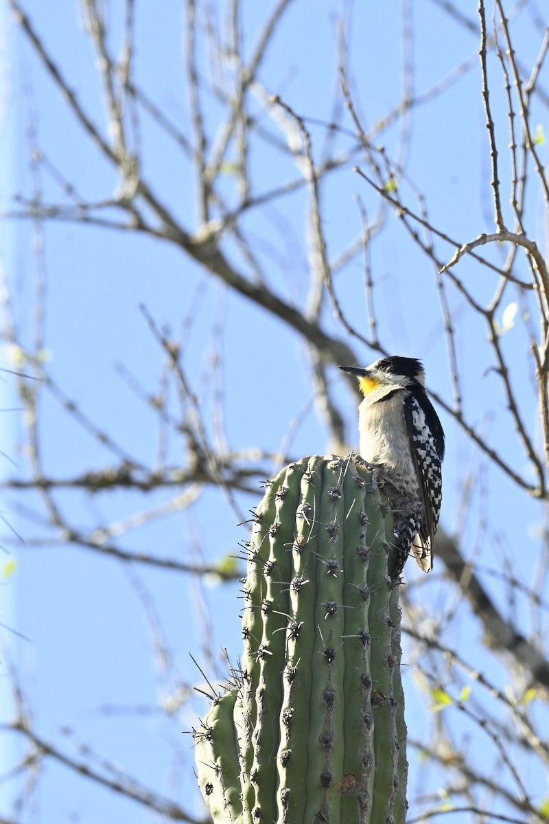 White-fronted Woodpecker - ML642806271