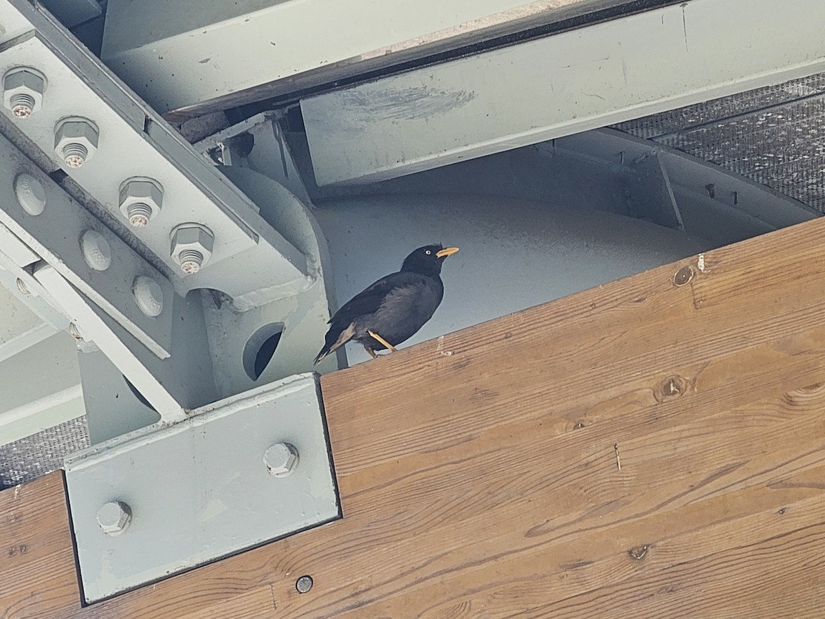 Javan Myna - ML642806273