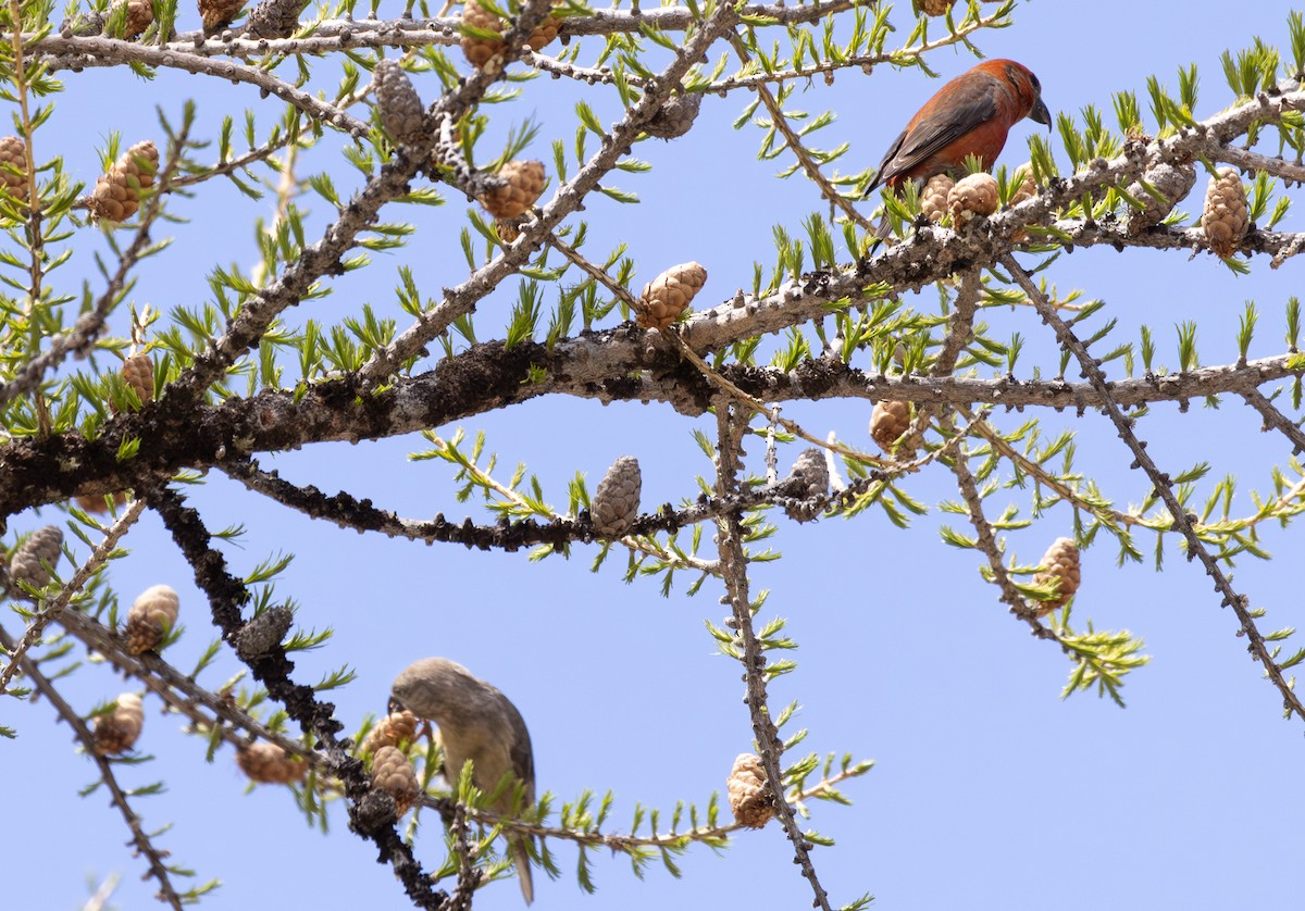 Red Crossbill - ML642806275