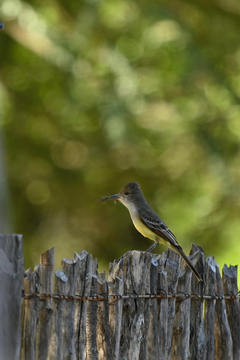 Brown-crested Flycatcher - ML642806276