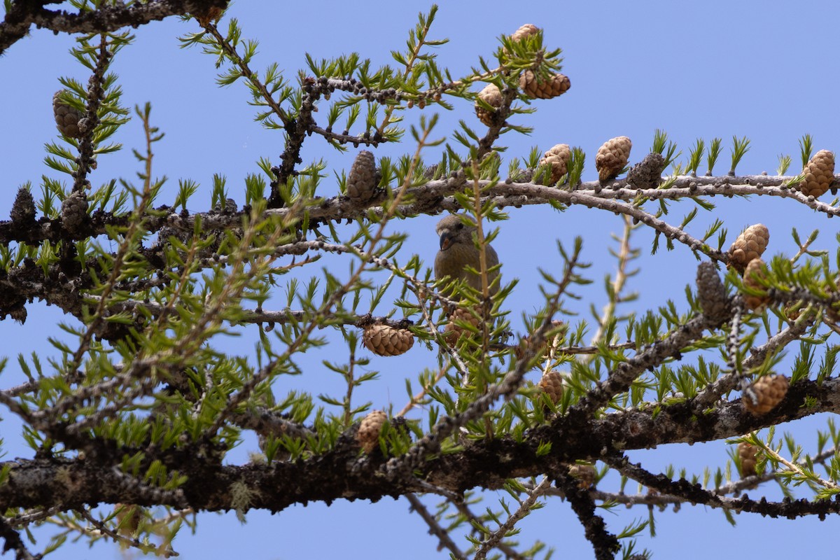 Red Crossbill - ML642806280