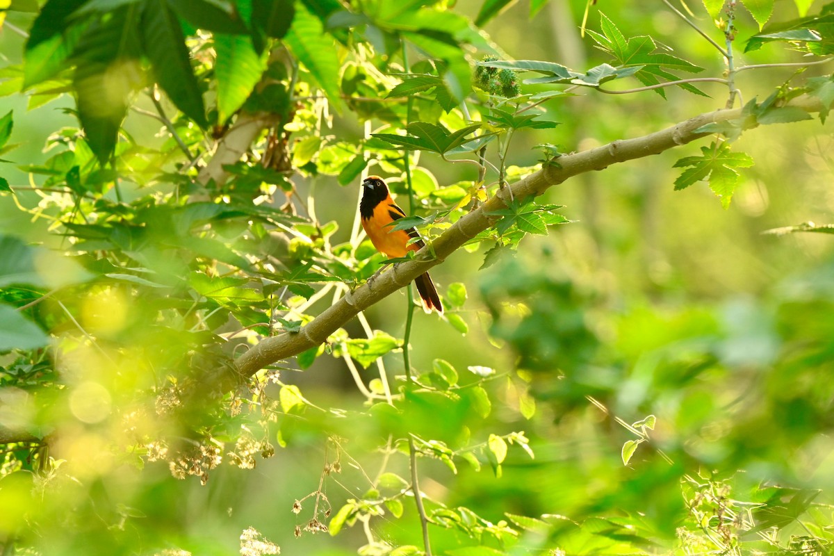 Orange-backed Troupial - ML642806297