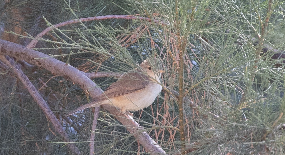 Eastern Olivaceous Warbler - ML642806314