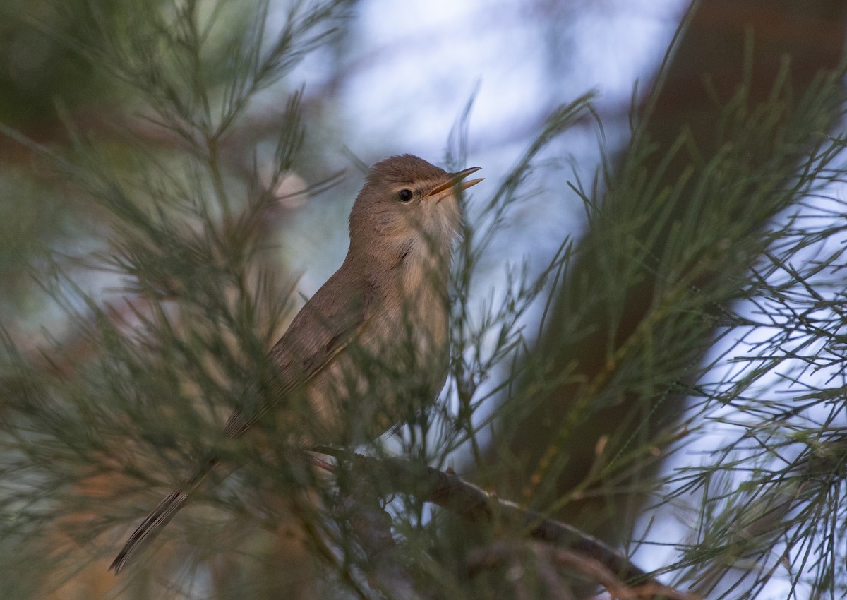 Eastern Olivaceous Warbler - ML642806315