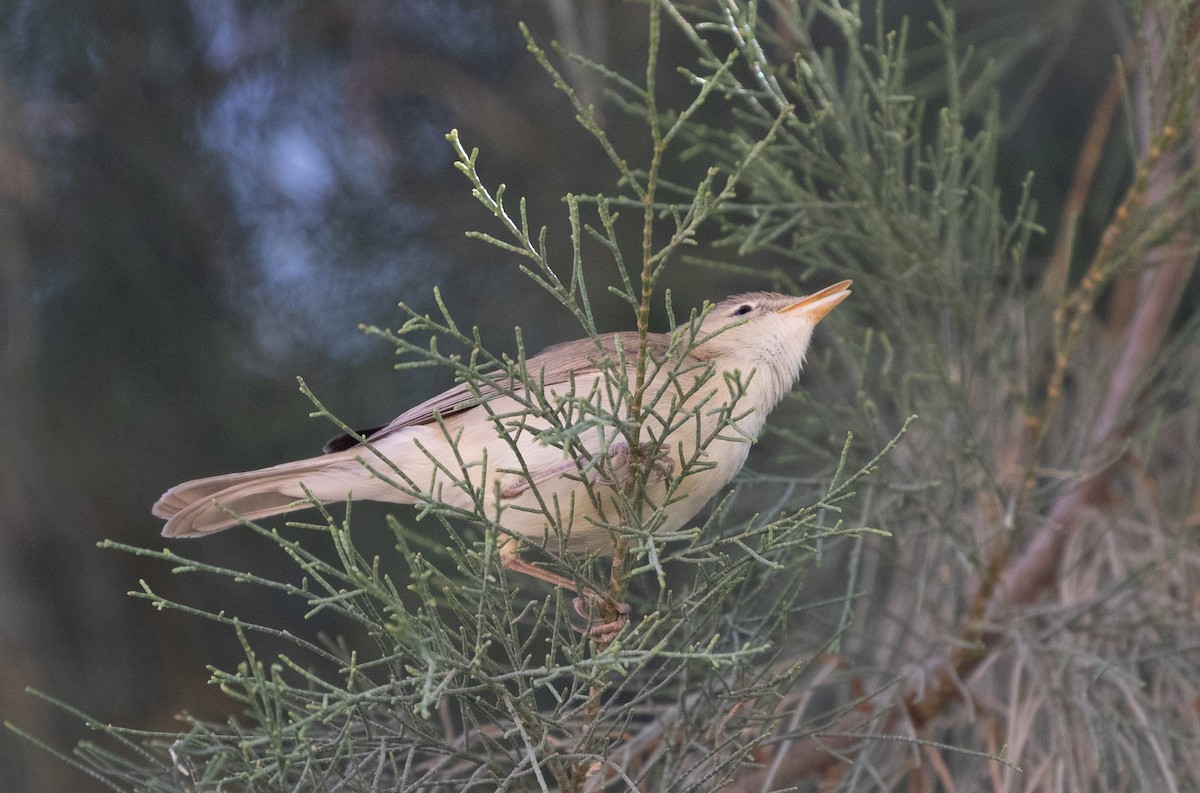 Eastern Olivaceous Warbler - ML642806316
