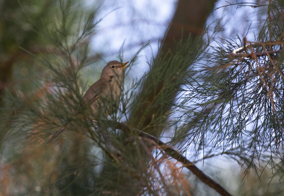 Eastern Olivaceous Warbler - ML642806317