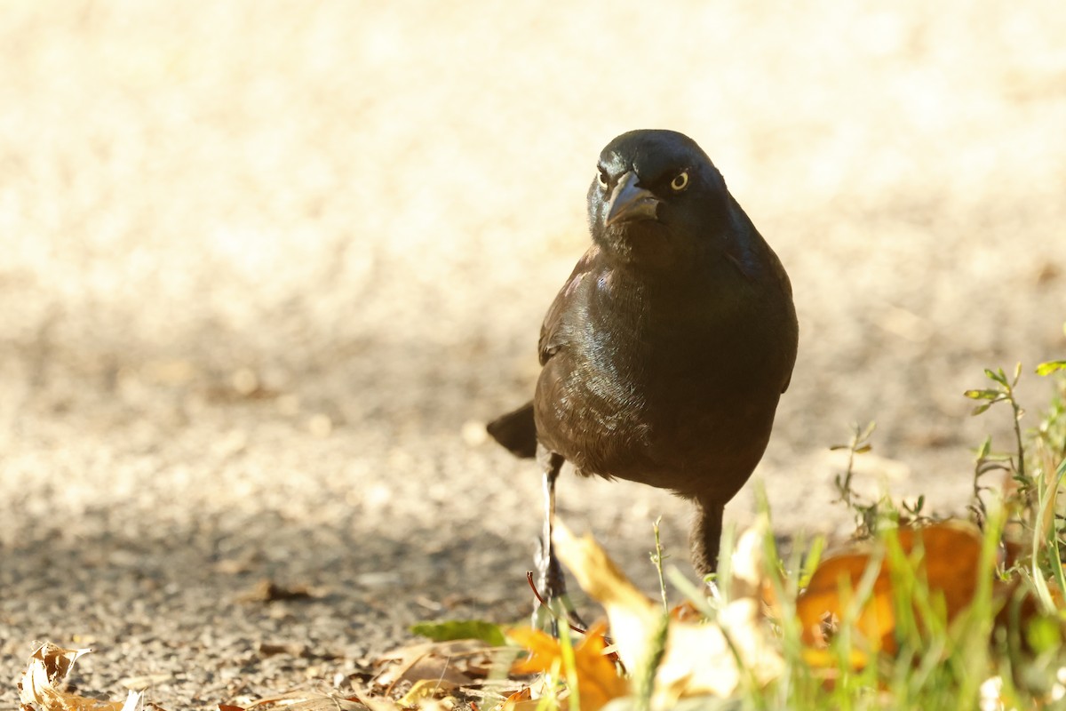 Common Grackle - ML642806318