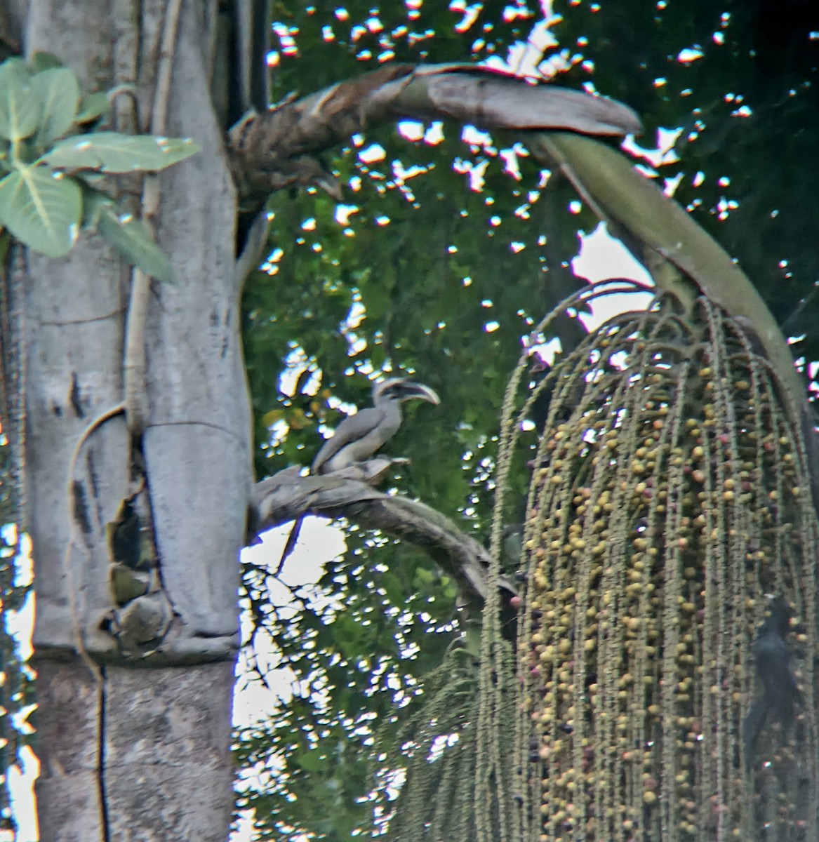 Indian Gray Hornbill - ML642806320