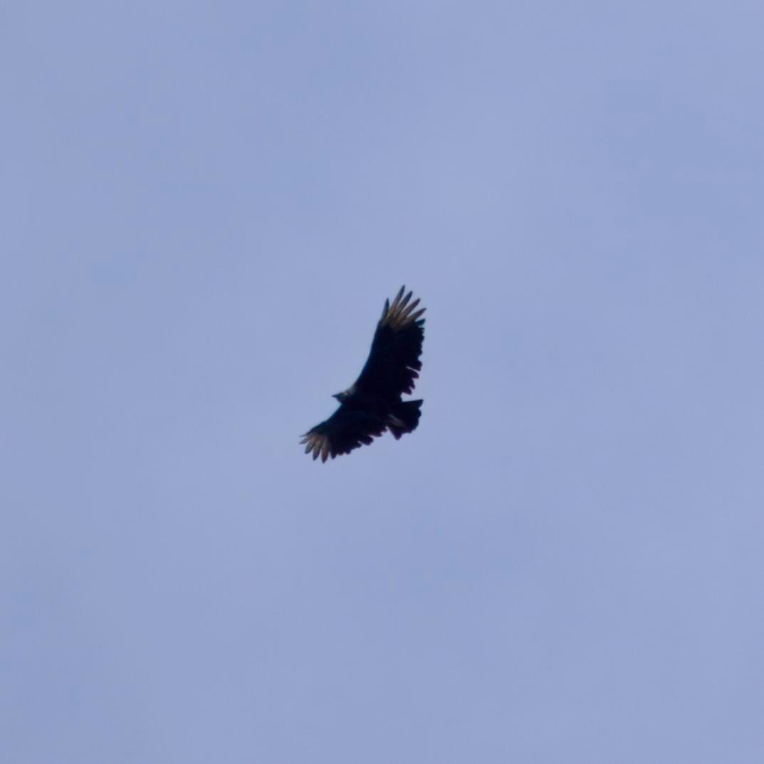 Black Vulture - ML642806324