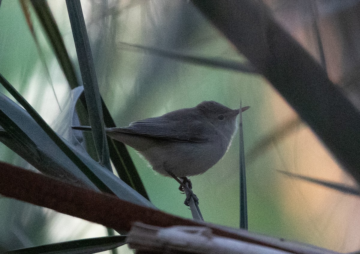 Eastern Olivaceous Warbler - ML642806332