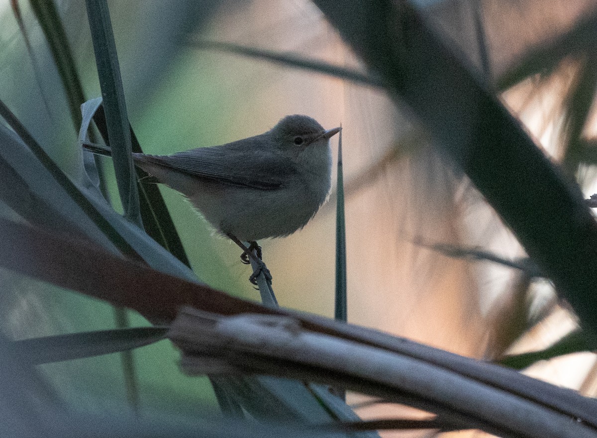 Eastern Olivaceous Warbler - ML642806333