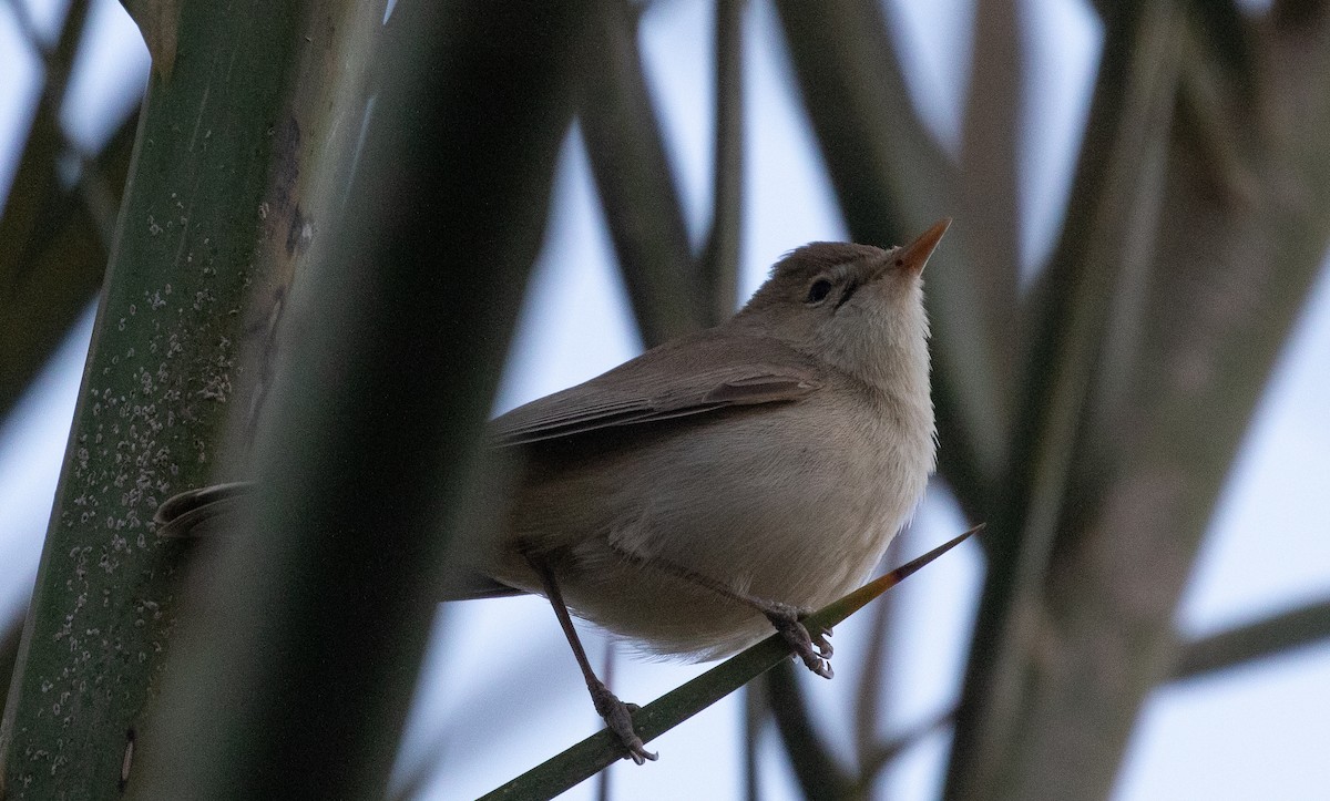 Eastern Olivaceous Warbler - ML642806335