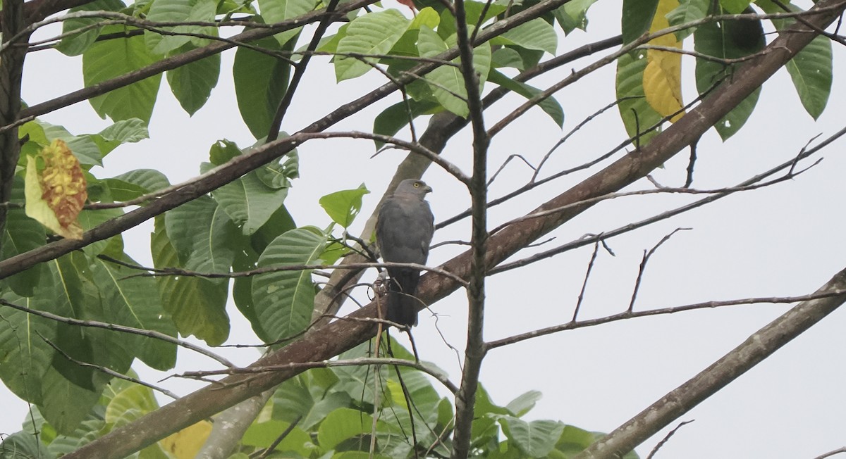Variable Goshawk (Variable) - ML642806337