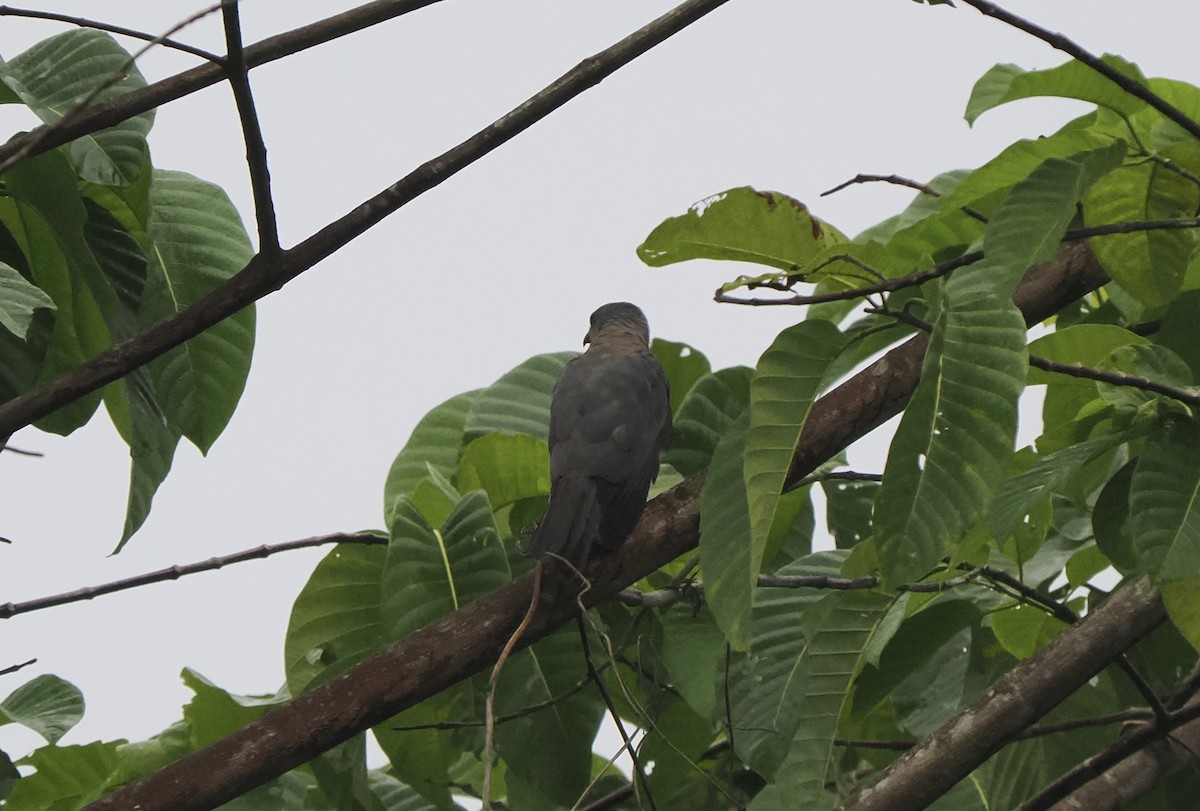 Variable Goshawk (Variable) - ML642806338