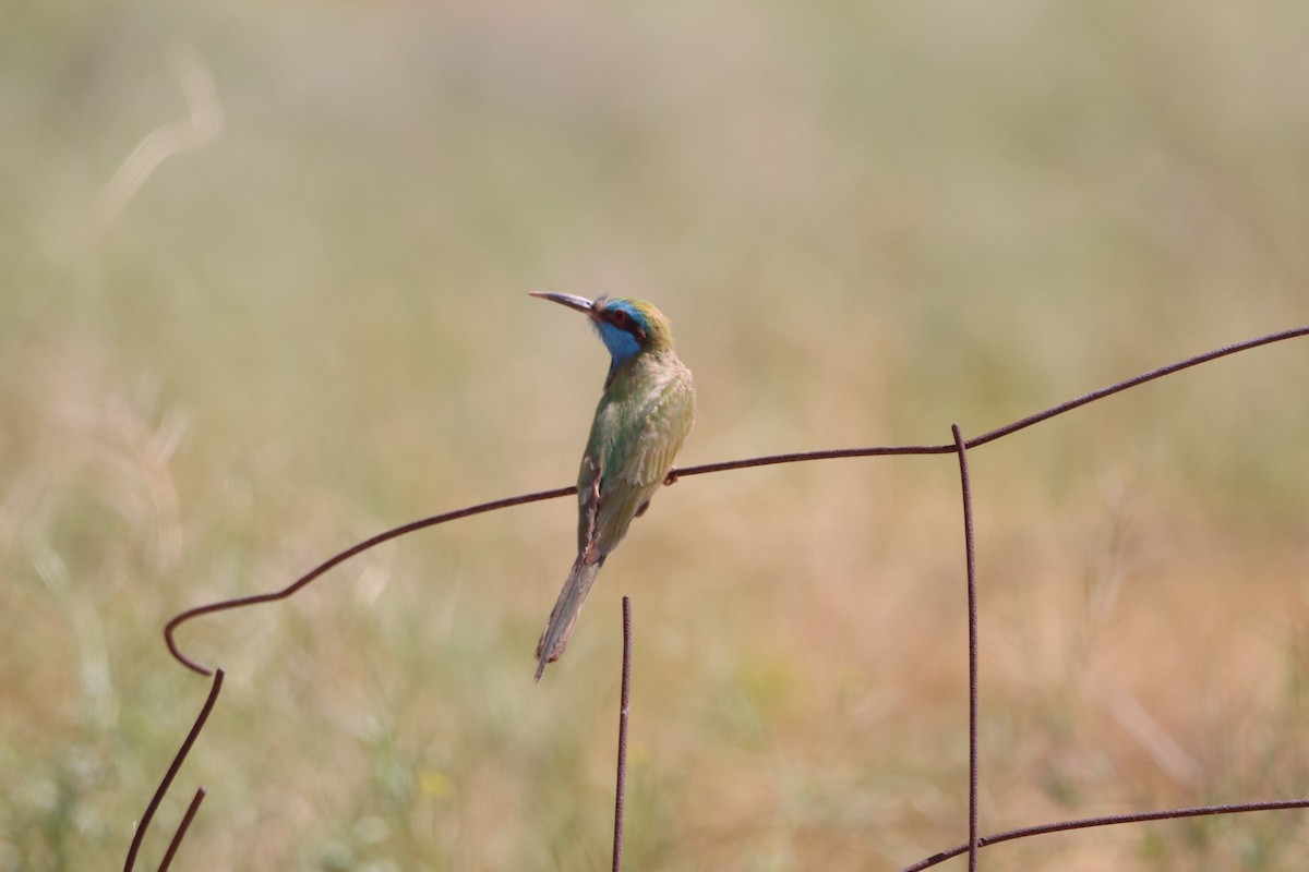 Arabian Green Bee-eater - ML642806343