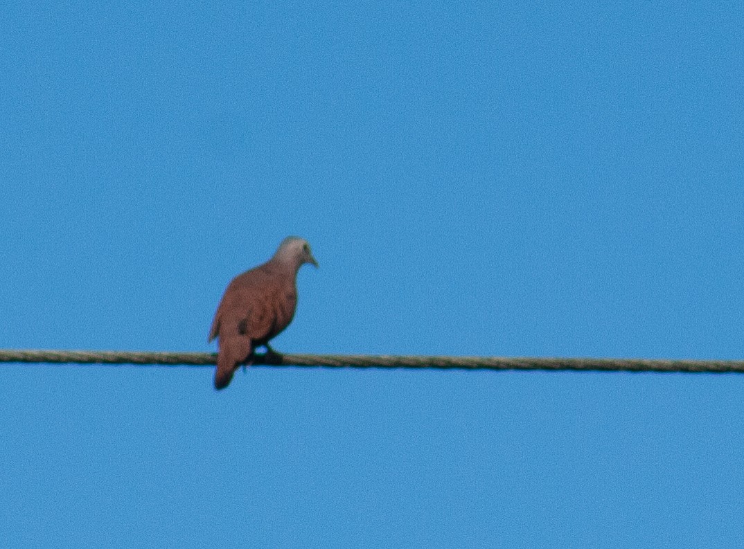 Ruddy Ground Dove - ML642806350