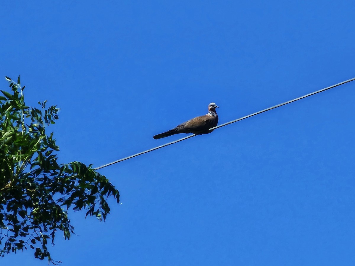 Spotted Dove - ML642806357