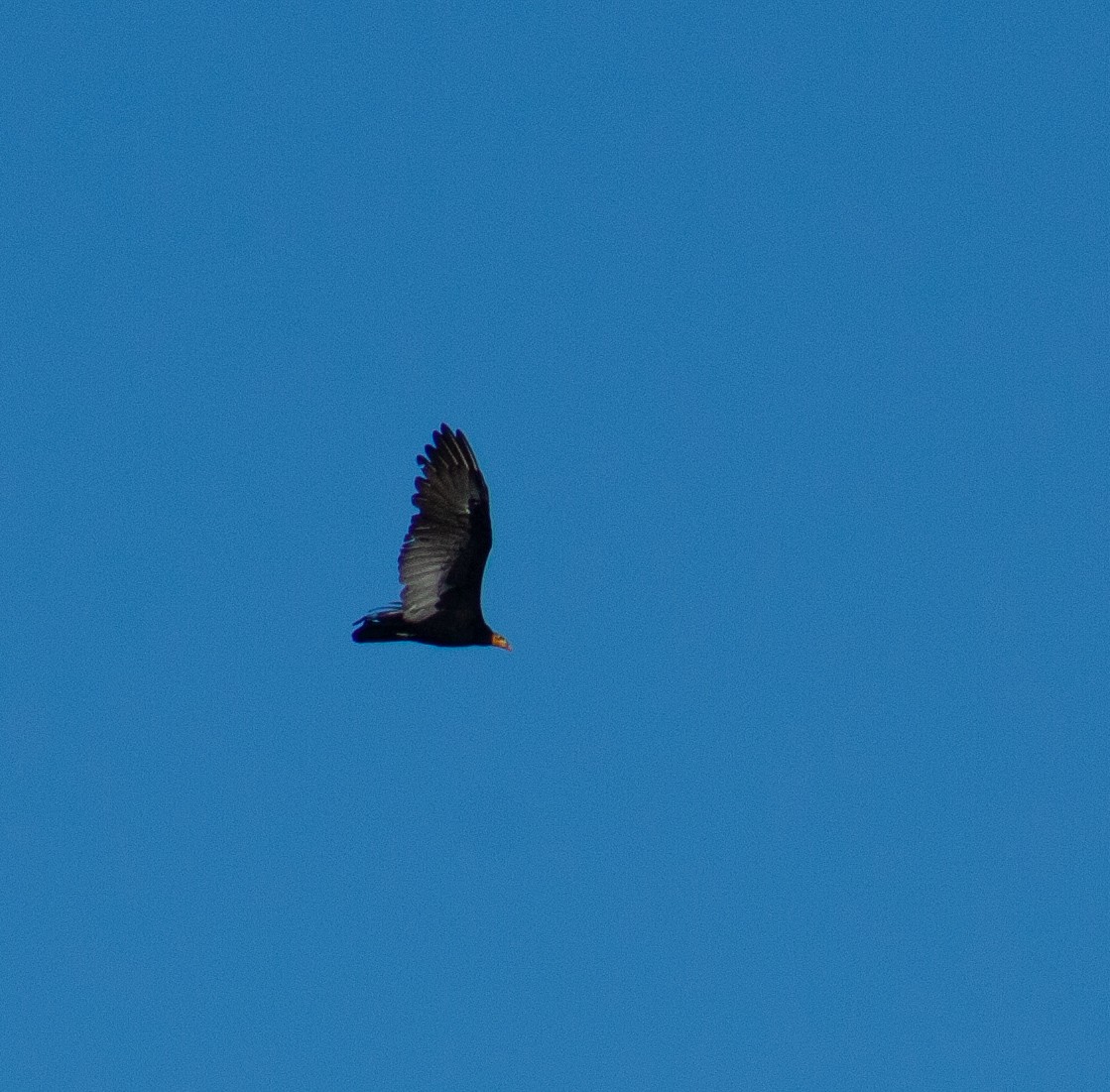 Greater Yellow-headed Vulture - ML642806358