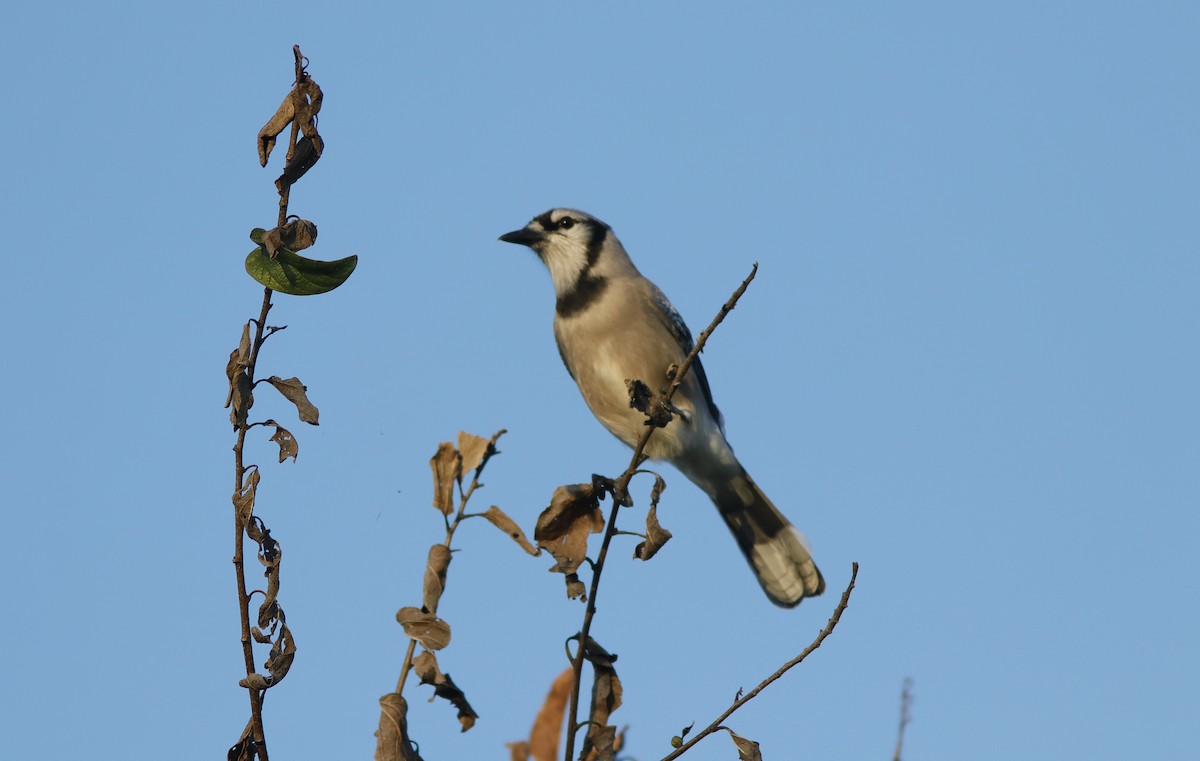 Blue Jay - ML642806365