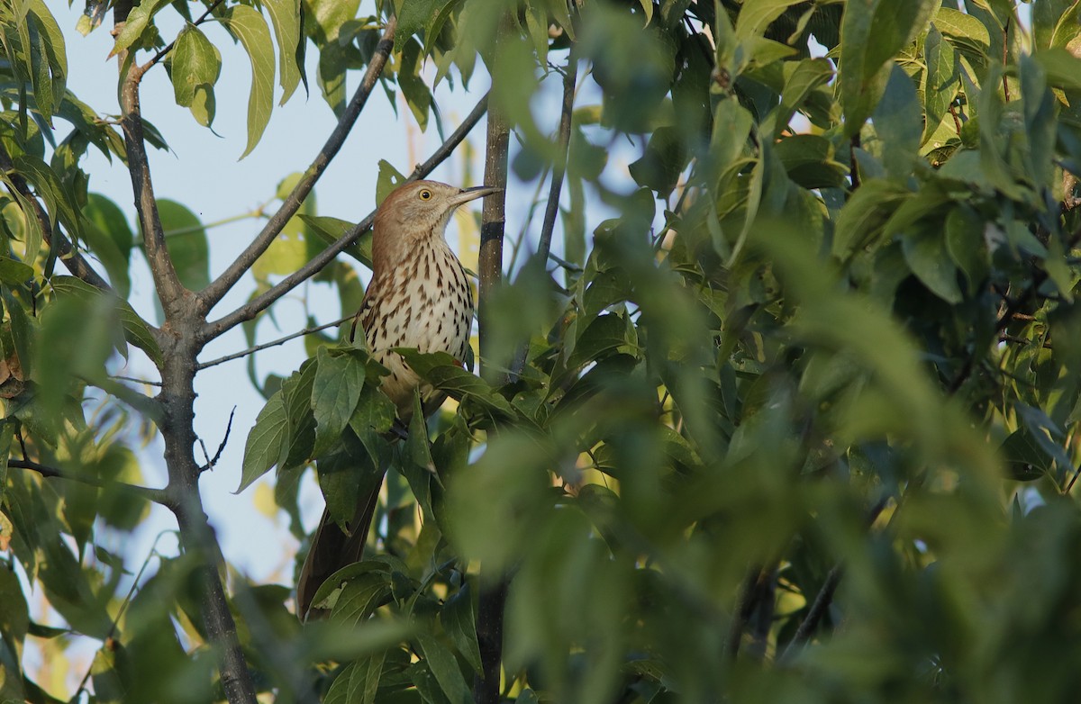 Brown Thrasher - ML642806368