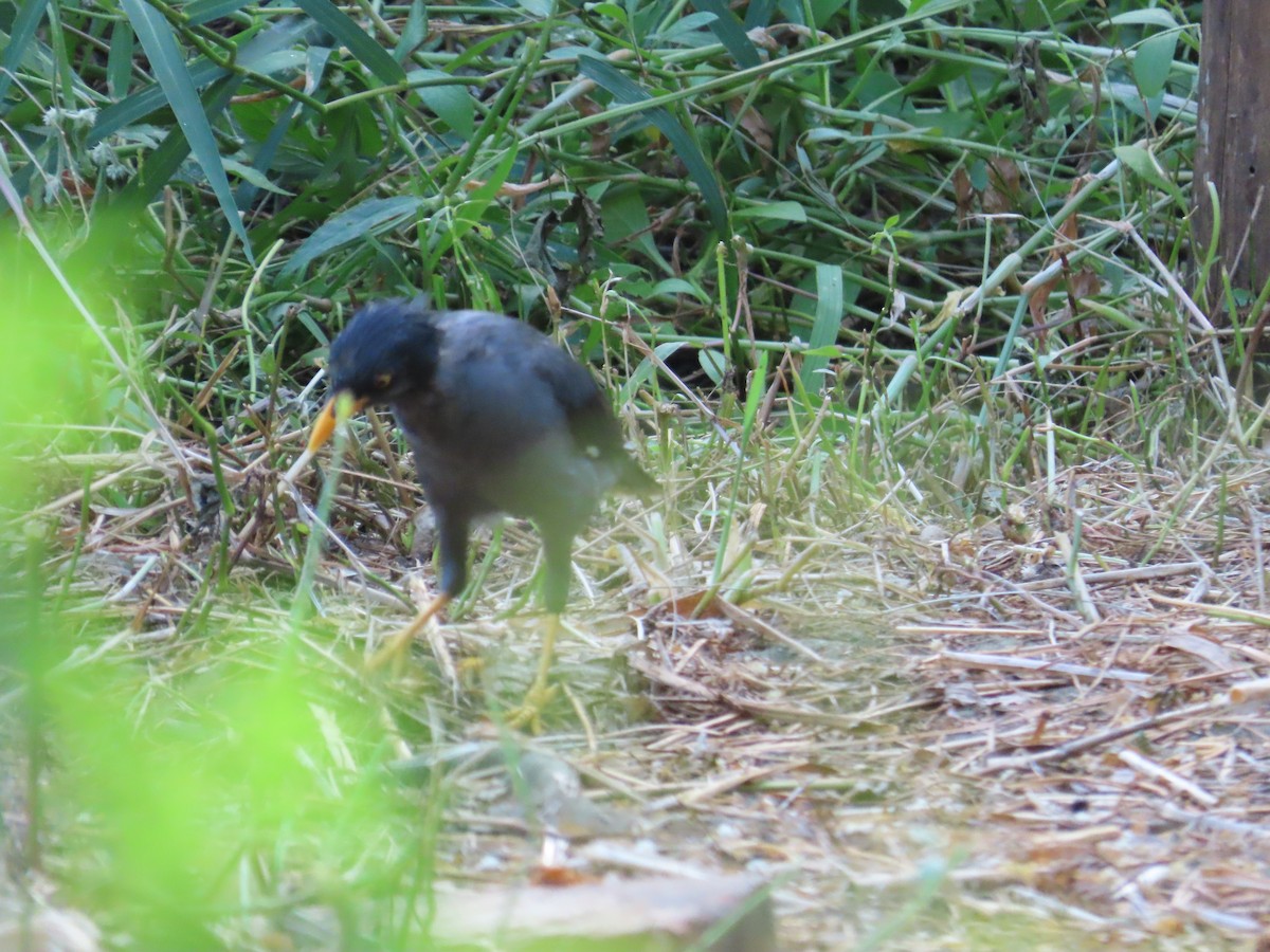Javan Myna - ML642806393