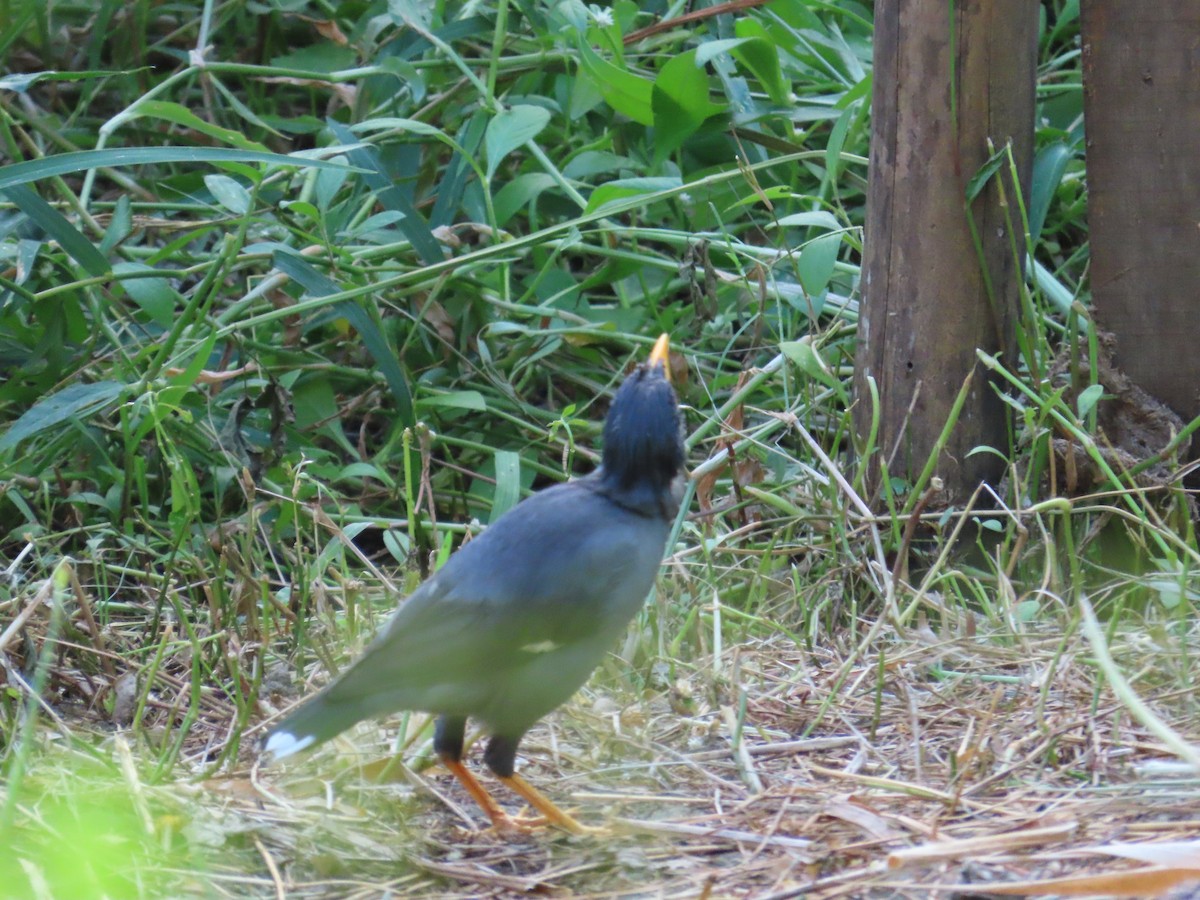 Javan Myna - ML642806394
