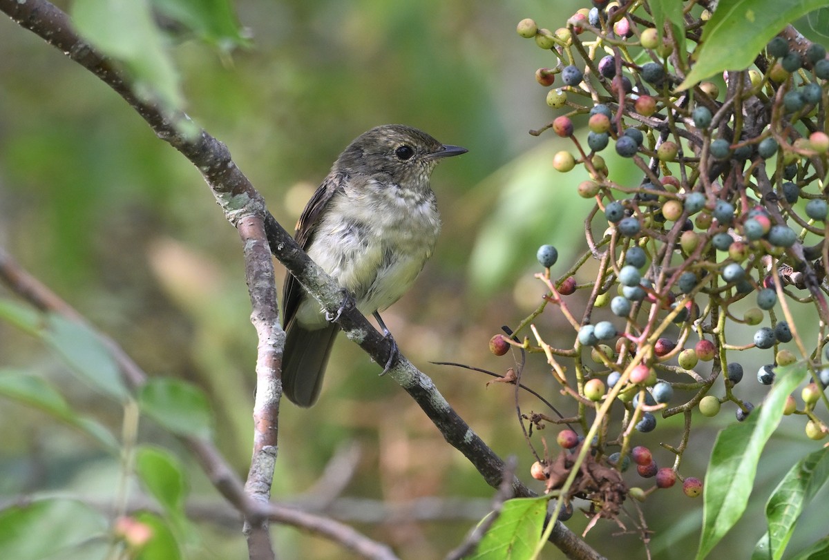 Narcissus Flycatcher - ML642806395
