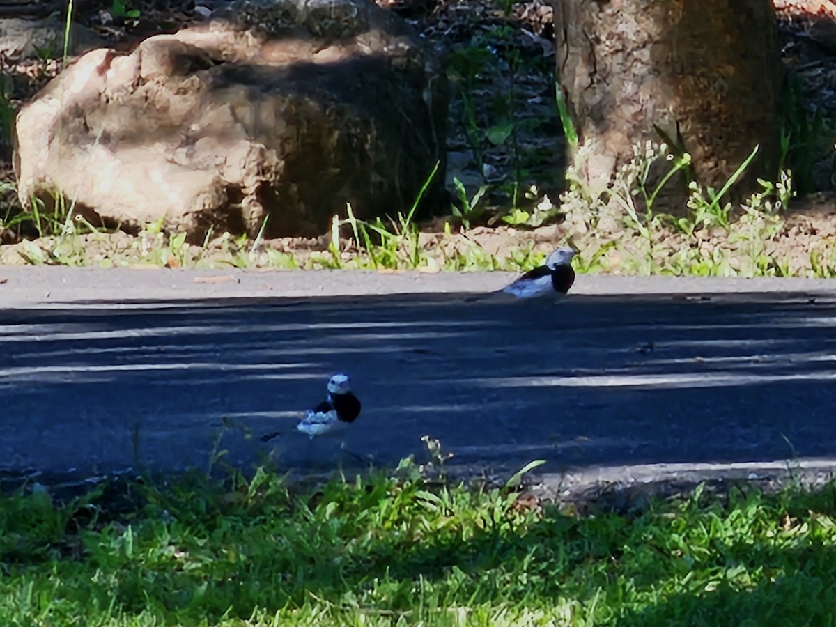 White Wagtail (Chinese) - ML642806397