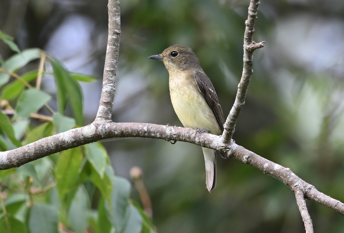 Narcissus Flycatcher - ML642806399