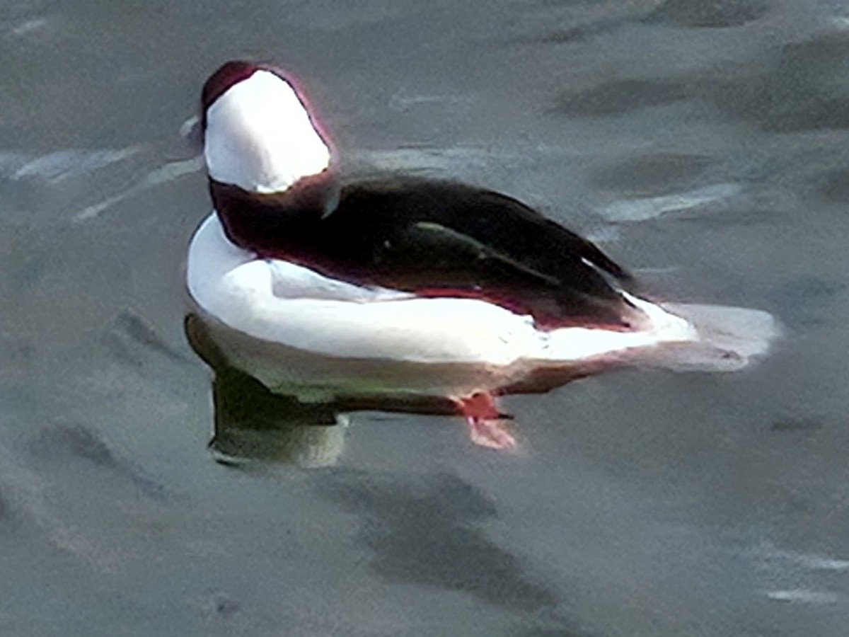 Bufflehead - ML642806402