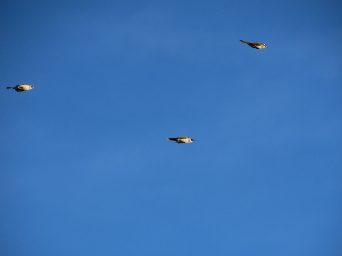 白頭翁 - ML642806406