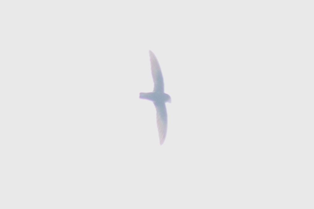 swift sp. - ML642806423