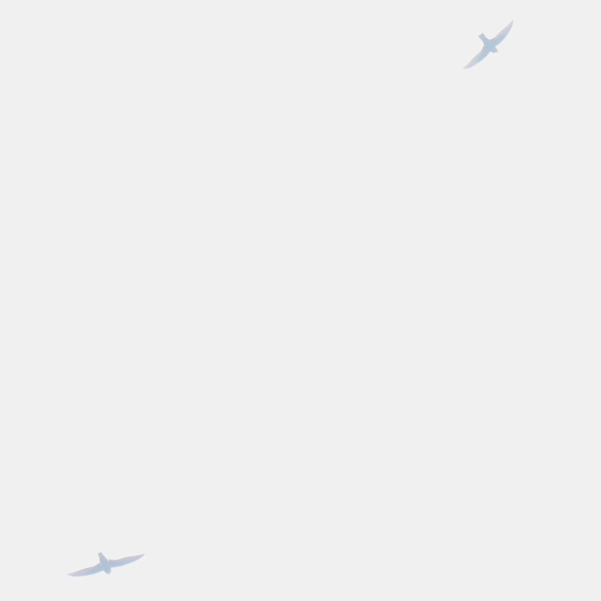 swift sp. - ML642806425