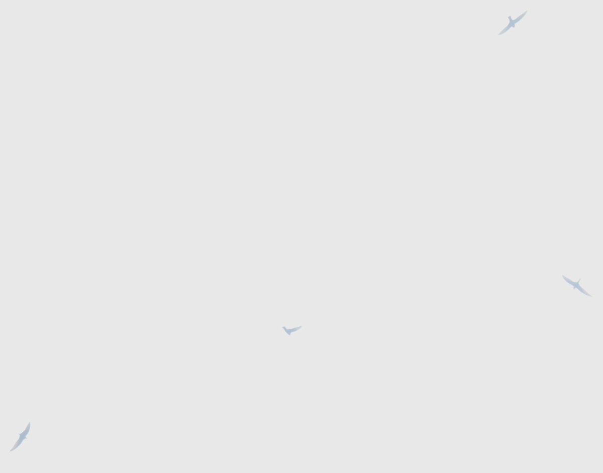 swift sp. - ML642806426