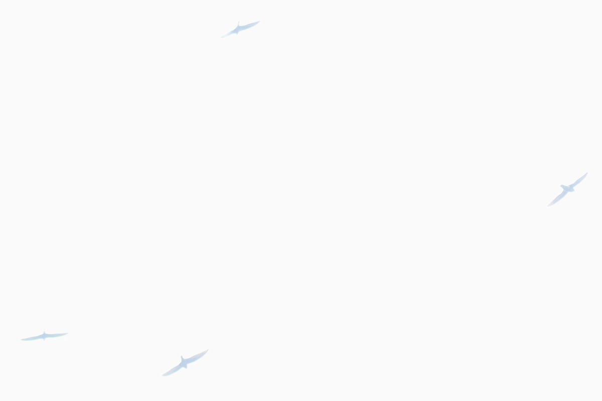 swift sp. - ML642806427