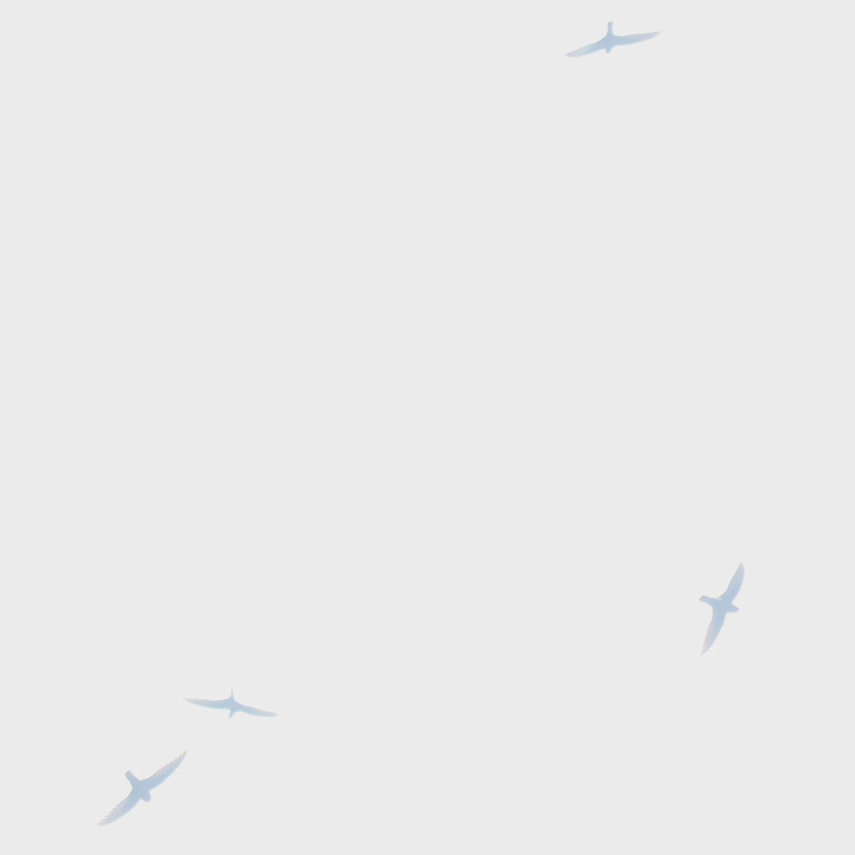 swift sp. - ML642806428