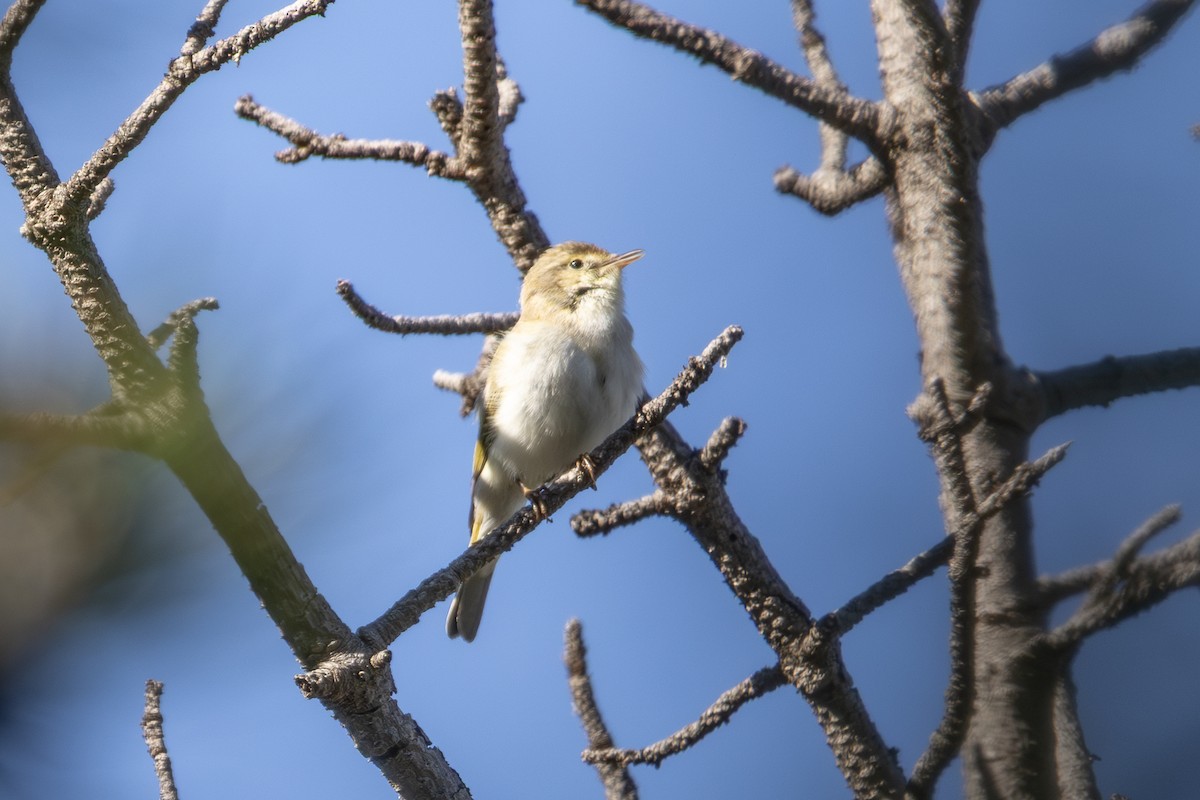 Western Bonelli's Warbler - ML642806453