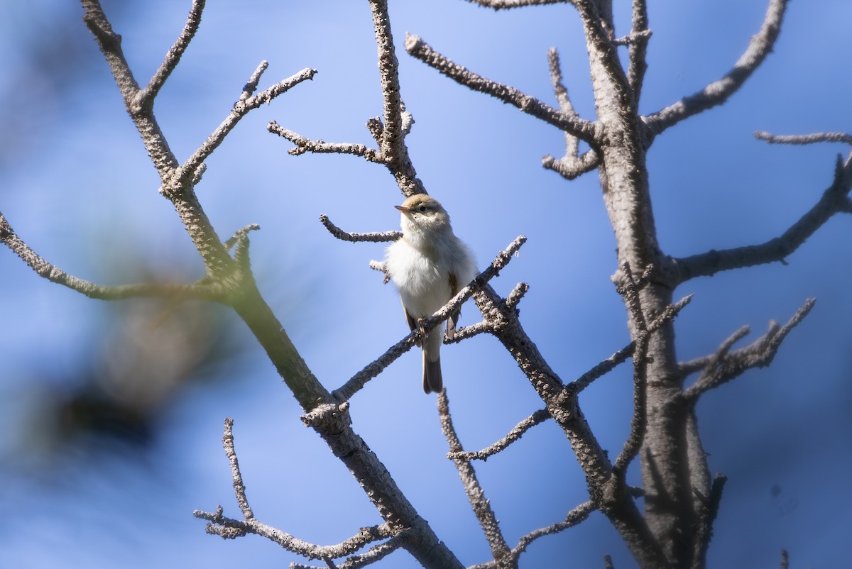 Western Bonelli's Warbler - ML642806454