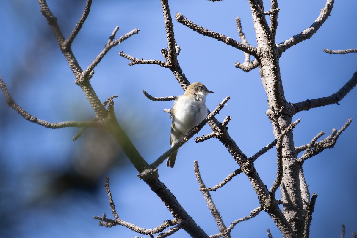 Western Bonelli's Warbler - ML642806455