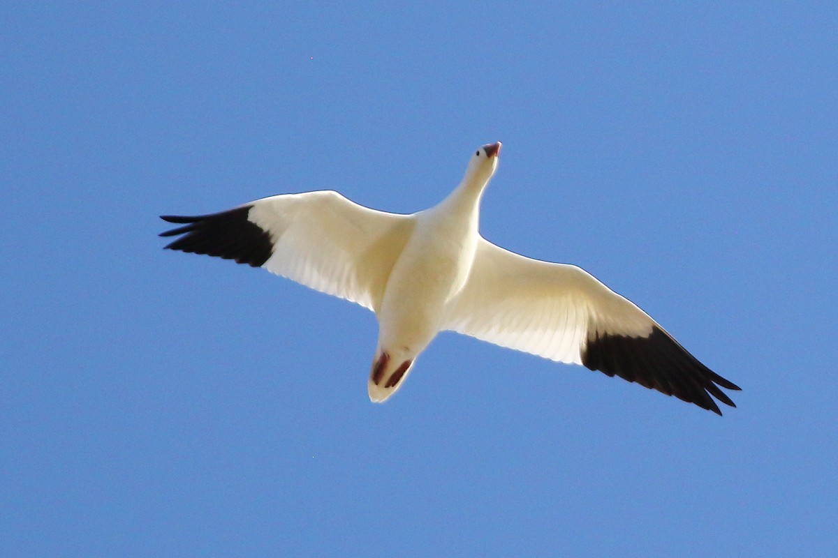 Ross's Goose - ML642806457