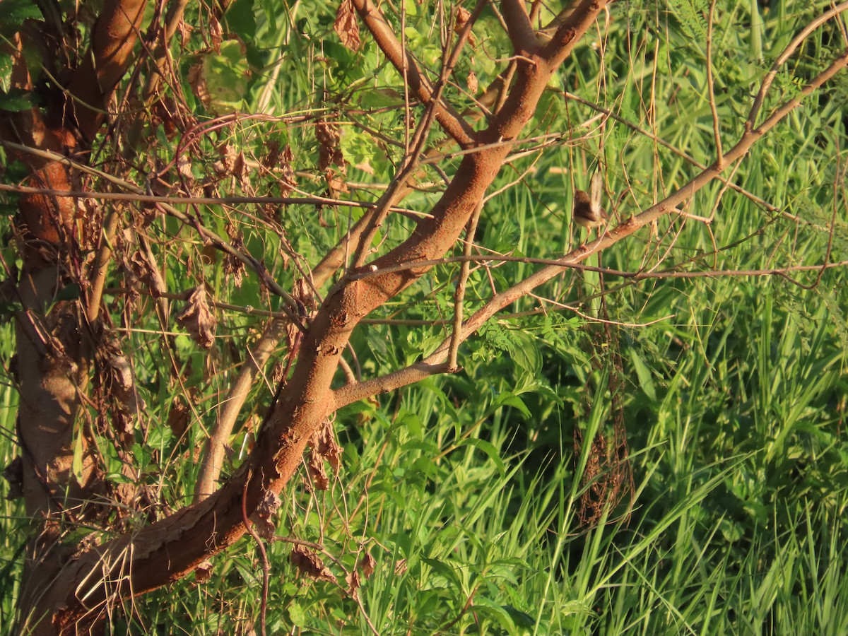 Prinia Sencilla - ML642806465