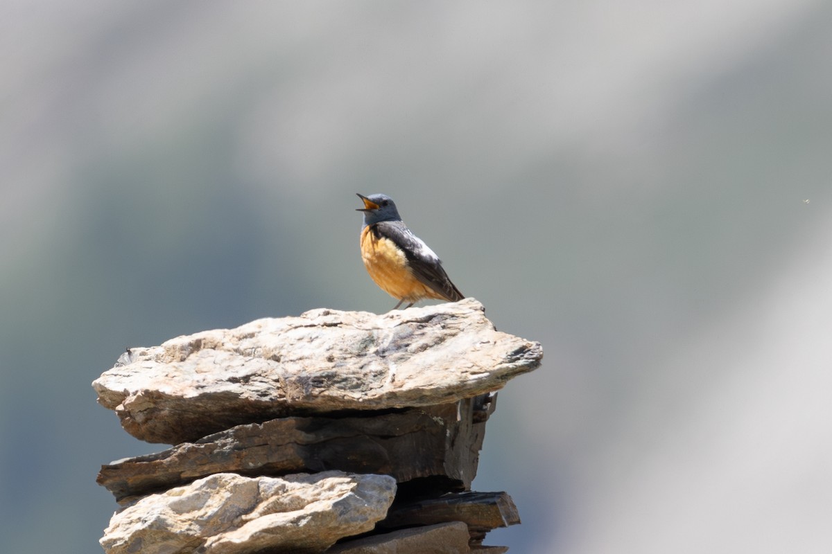 Rufous-tailed Rock-Thrush - ML642806466