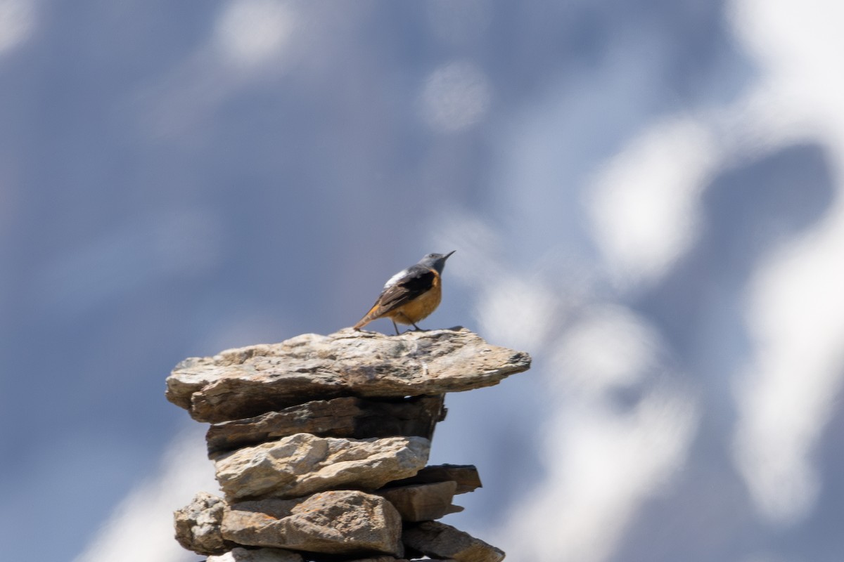 Rufous-tailed Rock-Thrush - ML642806467