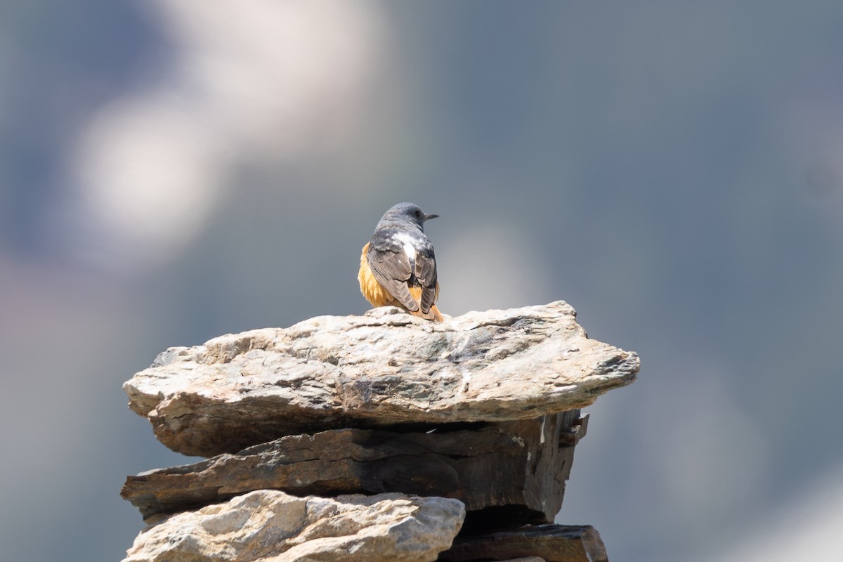 Rufous-tailed Rock-Thrush - ML642806468